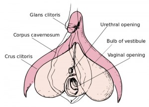 Clitoris_anatomy_labeled-en.svg_